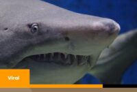 Fakta-Fakta Mengenai Megalodon, Si Hiu Purba