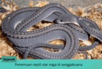 Penemuan Reptil Ular Naga Di Sanggabuana