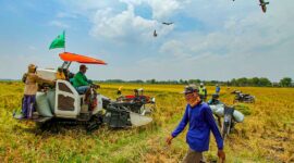 Tantangan Menuju Target Produksi Beras 35 Juta Ton pada 2024: Apa yang Diperlukan dan Apa yang Menyulitkan