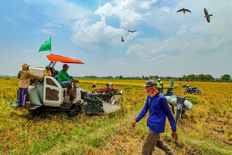Tantangan Menuju Target Produksi Beras 35 Juta Ton pada 2024: Apa yang Diperlukan dan Apa yang Menyulitkan