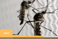 Viral Pabrik Nyamuk Wolbachia 