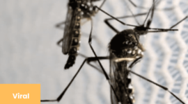Viral Pabrik Nyamuk Wolbachia 