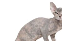 Kucing Terjelek di Dunia