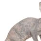 Kucing Terjelek di Dunia