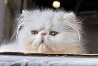 Jenis Kucing Persia