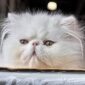 Jenis Kucing Persia