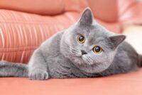 Mewah dan Eksklusif: Mendalami Jenis Kucing Mahal dan Keunikan Mereka