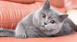 Mewah dan Eksklusif: Mendalami Jenis Kucing Mahal dan Keunikan Mereka