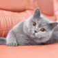 Mewah dan Eksklusif: Mendalami Jenis Kucing Mahal dan Keunikan Mereka