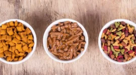 Jenis Makanan Kucing: Pilihan Nutrisi Terbaik untuk Kesehatan dan Kebahagiaan