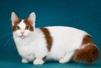 Jenis Kucing Berkaki Pendek