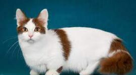 Jenis Kucing Berkaki Pendek