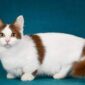 Jenis Kucing Berkaki Pendek