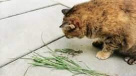 Memahami Jenis Muntah pada Kucing