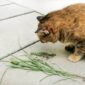 Memahami Jenis Muntah pada Kucing