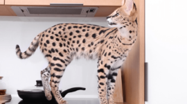 Keindahan dan Keunikkan: Menjelajahi Jenis Kucing Besar
