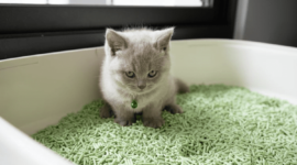 Eksplorasi Aneka Jenis Pasir Kucing untuk Kesehatan dan Kenyamanan