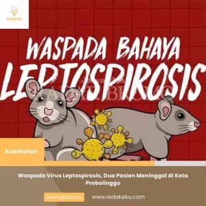 WASPADA VIRUS LEPTOSPIROSIS, DUA PASIEN MENINGGAL DI KOTA PROBOLINGGO WASPADA VIRUS LEPTOSPIROSIS, DUA PASIEN MENINGGAL DI KOTA PROBOLINGGO