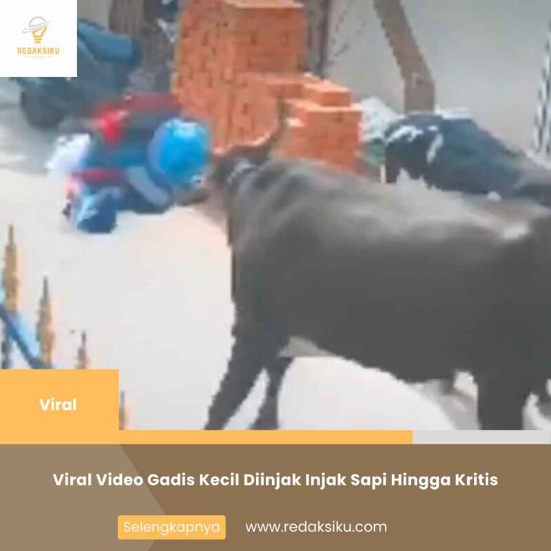 Viral Video Gadis Kecil Diinjak Injak Sapi Hingga Kritis