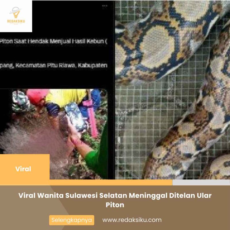 Viral Wanita Sulawesi Selatan Meninggal Ditelan Ular Piton