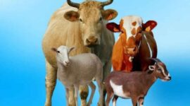 Syarat Sah Kurban Menurut Ajaran Islam, Cek disini!