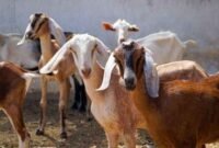 Ilustrasi: Harga Kambing Kurban 2024 yang Bersahabat di Kantong