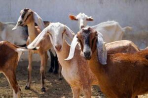 Harga Kambing Kurban 2024 Terbaik Beserta Tips Memilihnya Ilustrasi: Harga Kambing Kurban 2024 yang Bersahabat di Kantong