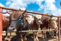 6 Keutamaan Berkurban Bagi Umat Islam Pada Lebaran Idul Adha