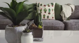 5 Tanaman Indoor yang Segar dan Dapat Mempercantik Ruangan