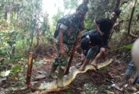 Viral Wanita Sulawesi Selatan Meninggal Ditelan Ular Piton