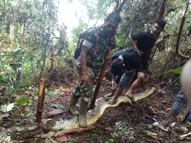 Viral Wanita Sulawesi Selatan Meninggal Ditelan Ular Piton