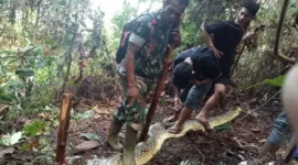 Viral Wanita Sulawesi Selatan Meninggal Ditelan Ular Piton