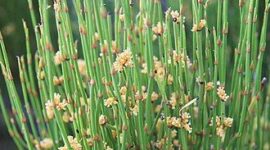 Mengenal Tumbuhan Ephedra: Pengertian dan Khasiatnya