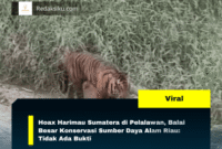 Hoax Harimau Sumatera di Pelalawan, Balai Besar Konservasi Sumber Daya Alam Riau: Tidak Ada Bukti