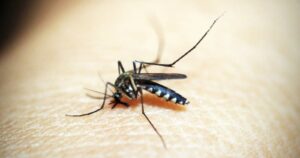 Apa Itu Virus Oropouche? Cari Tahu di Sini Beserta Gejala dan Cara Mencegahnya! Virus Oropouche