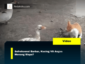Sefrekuensi Barbar, Kucing VS Angsa Menang Siapa? Sefrekuensi Barbar, Kucing VS Angsa Menang Siapa?