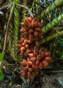 6 Manfaat Salak untuk Kesehatan yang Kaya Akan Kandungan Karbohidrat Ilustrasi Tanaman Salak dan Manfaat Salak untuk Kesehatan Tubuh
