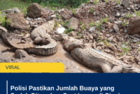 Polisi Pastikan Jumlah Buaya yang Sudah Ditangkap Saat Lepas di Cianjur 