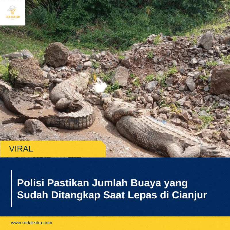 Polisi Pastikan Jumlah Buaya yang Sudah Ditangkap Saat Lepas di Cianjur 
