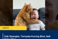 Gak Nyangka, Ternyata Kucing Bisa Jadi Babysitter