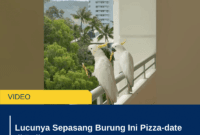Lucunya Sepasang Burung Ini Pizza-date di Balkon