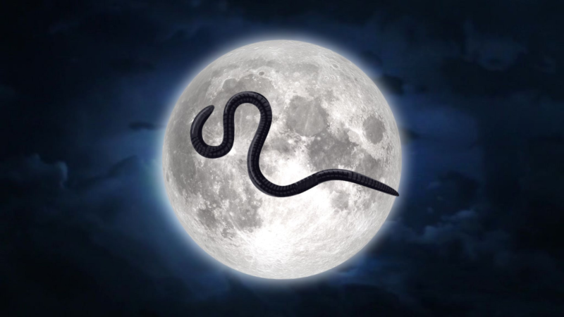 Ilustrasi Worm Moon