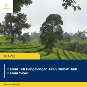 Kebun Teh Pangalengan Akan Diubah Jadi Kebun Sayur Kebun Teh Pangalengan Akan Diubah Jadi Kebun Sayur