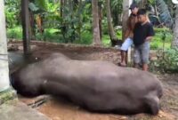 Sapi kurban Prabowo di Polewali Mandar mendadak mati hingga memicu kekhawatiran publik soal kesehatan hewan menjelang Iduladha. (Foto: Tangkap layar Youtube)