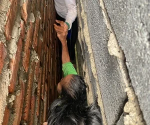 Geger! Nenek di Gresik Terjepit Antara 2 Rumah, Petugas Damkar Harus Bobol Tembok untuk Evakuasi Nenek di Gresik terjepit di celah sempit antara dua rumah, evakuasi dramatis libatkan Damkar. (Foto: Damkar Kabupaten Gresik)