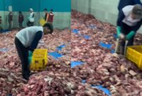 Banjarnegara catat 720 hewan kurban Idul Adha 2025, Desa Batur dan Dusun Krajan jadi pusat perhatian nasional. (Foto: Instagram @banjarnegaraterkini)