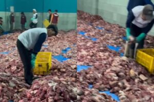 VIRAL! AULA MADRASAH DI BANJARNEGARA DIPENUHI DAGING KURBAN, TOTAL 720 HEWAN DISEMBELIH BANJARNEGARA CATAT 720 HEWAN KURBAN IDUL ADHA 2025, DESA BATUR DAN DUSUN KRAJAN JADI PUSAT PERHATIAN NASIONAL. (FOTO: INSTAGRAM @BANJARNEGARATERKINI)