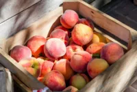 Ilustrasi buah peach yang bisa jadi cemilan sehat.