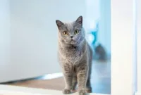 Mengapa Kucing Sering Tidur? Fakta Unik yang Jarang Diketahui
