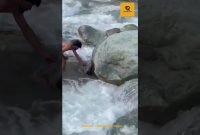 Pria India Selamatkan Monyet Hanyut, Bikin Netizen Terharu!